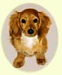 Click for larger image of Dachshound dog painting