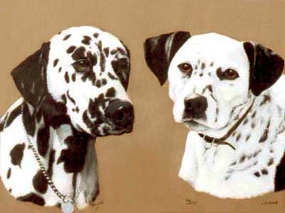 Pet portraits dalmation painting, oils.