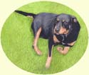 Click for larger image of Doberman painting