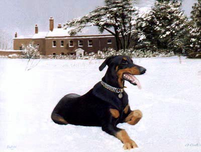 Dobermann