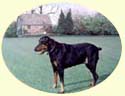 Click for larger image of Doberman painting