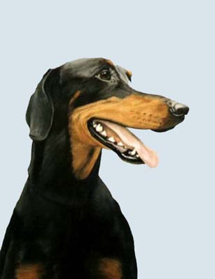 Dobermann