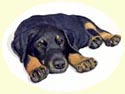 Click for larger image of Doberman pup painting