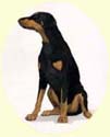 Click for Larger Image of Dobermann