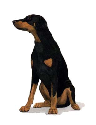 Dobermann