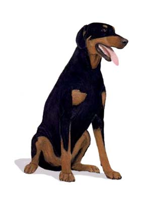 Pet Portraits - Dobermann Pinscher Full Body Study 2 - Watercolours