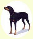 Click for larger image of Doberman painting