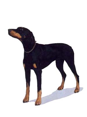 Dobermann