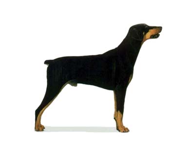 Dobermann