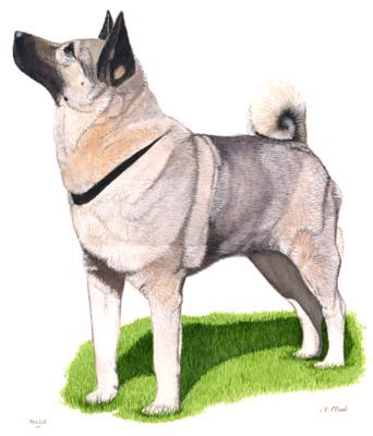 Pet Portraits - Dog Paintings from Your Own Photos - Elk Hound Standing - Watercolours