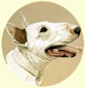 Click for Larger Image of English Bull Terrier