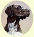 Click for Larger Image of German Pointer