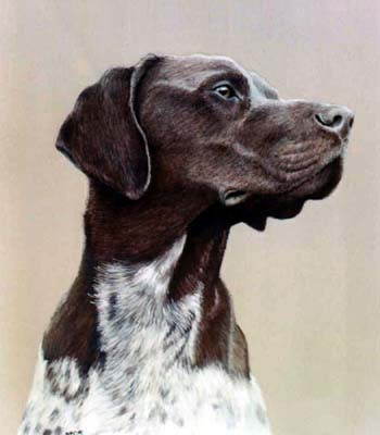 Pet  Portraits - German Pointer Head Study - Watercolours