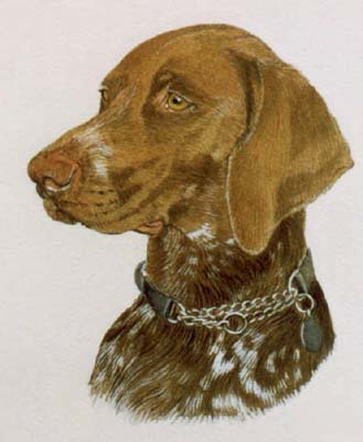 Pet  Portraits - German Pointer Head Study - Watercolours