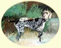 Click for Larger Image of German Pointer