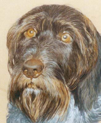 Pet Portraits - Wirehaired German Pointer Bruno - Watercolours