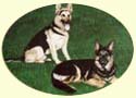 Click for Larger image of German Shepherd painting