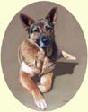 Click for Larger image of German Shepherd painting