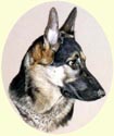 Click for Larger image of German Shepherd painting