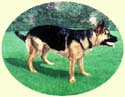 Click for Larger image of German Shepherd painting