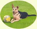 Click for Larger image of German Shepherd painting