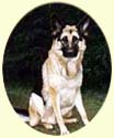 Click for Larger image of German Shepherd painting