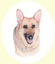 Click for Larger image of German Shepherd painting