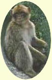 One of the Barbary Apes which inhabit the Rock