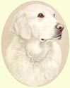 Click for larger image of Golden Retriever painting