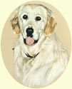 Click for larger image of Golden Retriever painting