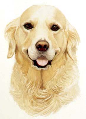 Pet Portraits - Dog Paintings from Your Own Photos - Golden Retriever