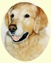 Click for larger image of Golden Retriever painting