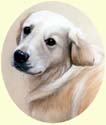 Click for larger image of Golden Retriever painting