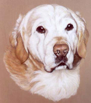 Pet Portraits - Dog Paintings from Your Own Photos - Golden Retriever