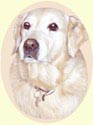 Click for larger image of Golden Retriever painting