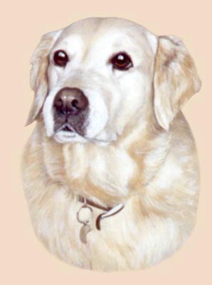 Pet Portraits - Dog Paintings from Your Own Photos - Golden Retriever