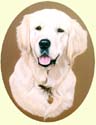 Click for larger image of Golden Retriever painting