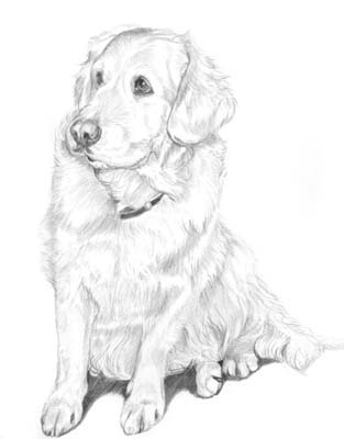 Pet Portraits - Dog Paintings from Your Own Photos - Golden Retriever Basra - Pencil Study