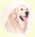 Click for larger image of Golden Retriever painting