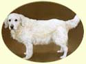 Click for larger image of Golden Retriever painting