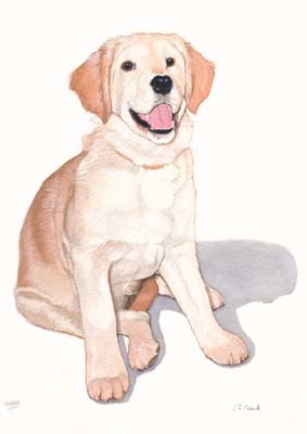 Pet Portraits - Dog Paintings from Your Own Photos - Golden Retriever