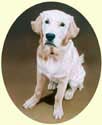 Click for larger image of Golden Retriever painting