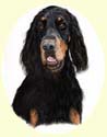 Click for Larger Image of Gordon Setter