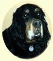 Click for Larger Image of Gordon Setter