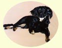 Click for Larger Image of Gordon Setter