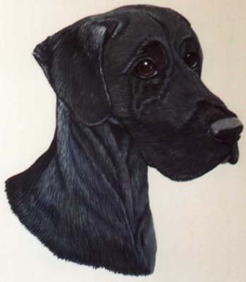 Pet Portraits - Dog Paintings from Your Own Photos - Black Great Dane Head Study - watercolours