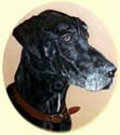 Click for larger image of Great Dane painting