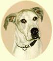 Click for larger image of Great Dane painting