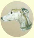 Click for Larger Image of Greyhound