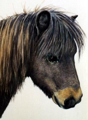 Pet Portraits - Horse & Pony Paintings from Your OWN photos - Brown Pony painted in Watercolours